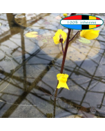 Blaasjeskruid (Utricularia)