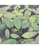 Drijvend Fonteinkruid (Potamogeton natans)