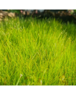 Laagblijvende zuurstofplantenpakket