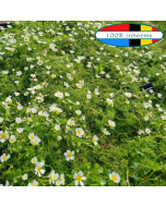 Grote Waterranonkel (Ranunculus peltatus) 