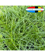 Oeverkruid (Littorella uniflora)