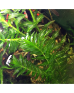 Paarbladig fonteinkruid (Groenlandia densa) 