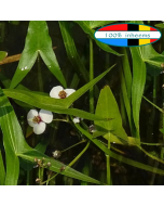 Pijlkruid (Sagittaria sagittifolia)