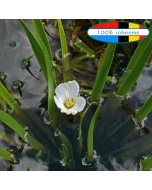 Krabbenscheer (Stratiotes aloides) 