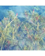 Vederkruid pakket (Myriophyllum sp.)