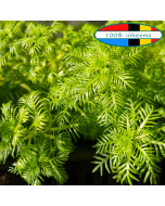 Waterviolier (Hottonia palustris)  aanbieding