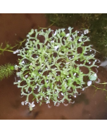 Watervorkje (Riccia fluitans)