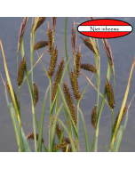 Zegge (Carex sp.)