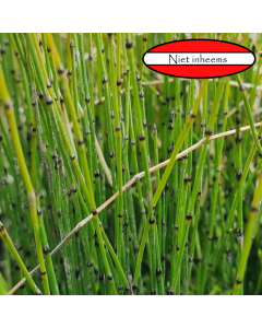 Dwergholpijp (Equisetum scirpoides)