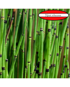 p18 vijvermand Japanse holpijp (Equisetum japonicum)