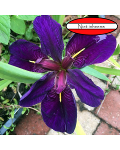 Donkerpaarse iris (Iris louisiana Black Gamecock)