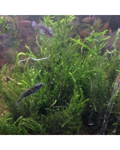 Bronmos per bossen (Fontinalis antipyretica)