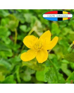 Dotterbloem (Caltha palustris)