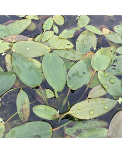 Drijvend Fonteinkruid (Potamogeton natans)