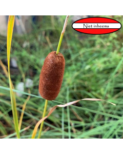 Dwerglisdodde (Typha minima)