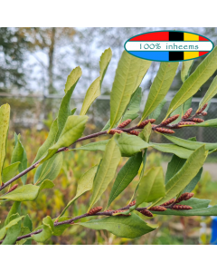Wilde gagel (Myrica gale) WADI (afhaalproduct)