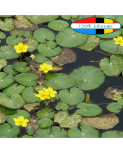 Watergentiaan (Nymphoides peltatum)