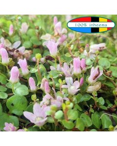 Teer guichelheil (Anagallis tenella)