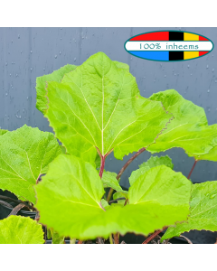 Groot hoefblad (Petasites hybridus) WADI