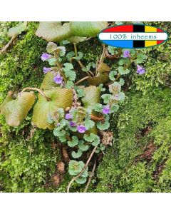 Hondsdraf (Glechoma hederacea) WADI