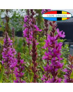 Grote kattenstaart (Lythrum salicaria) ook naast de vijver of in een WADI