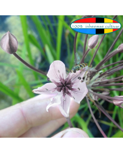 Witte zwanenbloem (Butomus umbellatus 'Schneeweisschen')