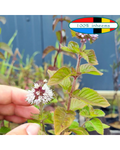 Watermunt (Mentha aquatica) WADI