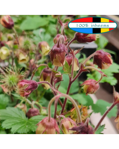 Knikkend nagelkruid (Geum rivale) WADI