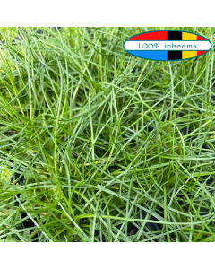 Oeverkruid (Littorella uniflora)