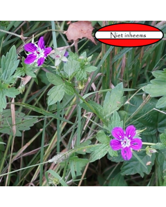 Moerasooievaarsbek (Geranium palustre) WADI