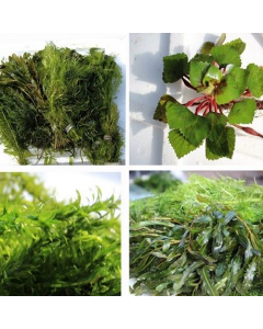 Vijverplanten pakket