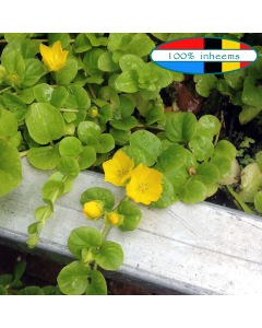 Penningkruid (Lysimachia nummularia) WADI