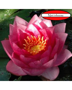 Waterlelie "rood" (Nymphaea)