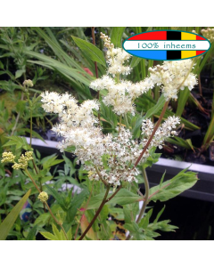 Moerasspirea (Filipendula ulmaria) WADI