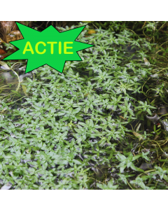 AANBIEDING Sterrenkroos (Callitriche platycarpa) 5 bossen of 4 p9 potten