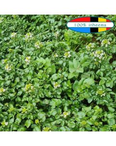 Witte waterkers (Nasturtium officinale)