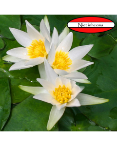 Witte dwergwaterlelie (Nymphaea tetragona)