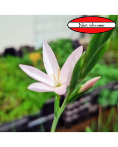 Witte moerasgladiool (Schizostylis coccinea 'Alba')