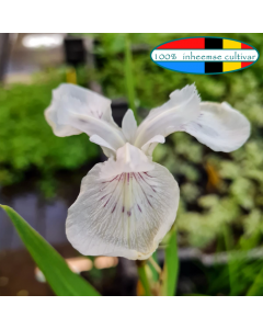 Witte lis (Iris pseudacorus ''Alba'')