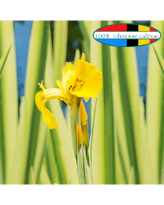 Bonte lis (Iris pseudacorus ''Variegata'')