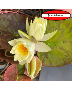 Moederplanten Gele waterlelie in 40cm mand (Nymphaea) (afhaalproduct) 