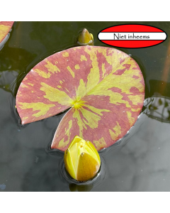 Gele waterlelie (Nymphaea)