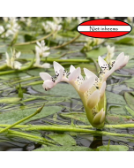 Lekkere Kaapse waterlelie (Aponogeton distachyos)