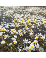 Stijve waterranonkel (Ranunculus circinatus)